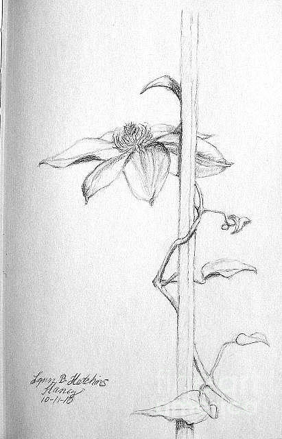 Clematis Blossom on the Vine Drawing