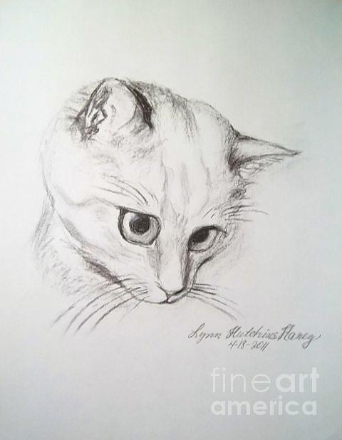 Portrait Drawing of a Cat Drawing