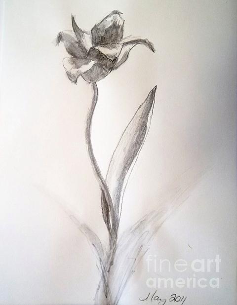 Tulip Drawing